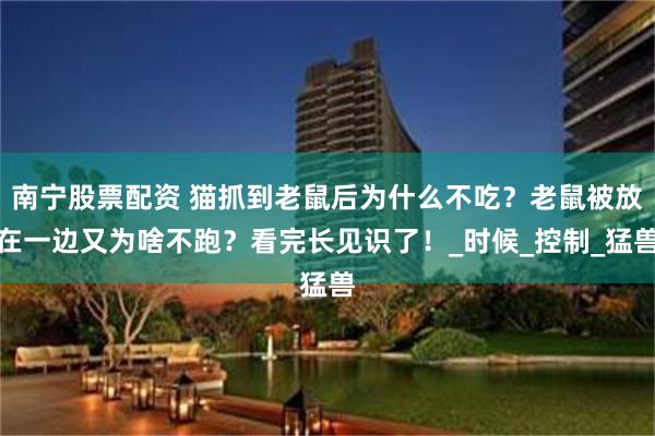 南宁股票配资 猫抓到老鼠后为什么不吃？老鼠被放在一边又为啥不跑？看完长见识了！_时候_控制_猛兽